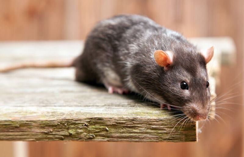 Риболовля закінчилася реанімацією: на Львівщині чоловік підхопив лептоспіроз