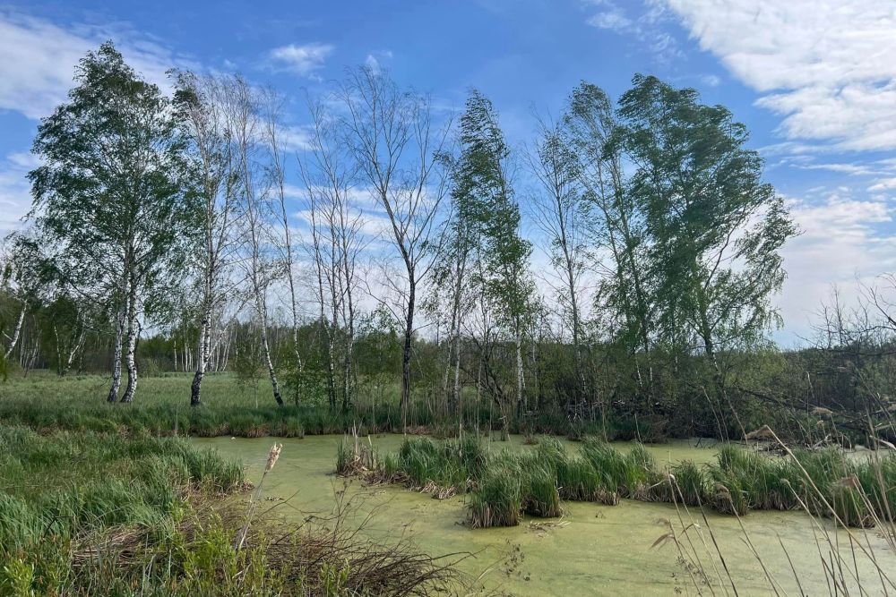 У Львові оголосили тендер на відновлення заказника «Торфовище Білогорща»