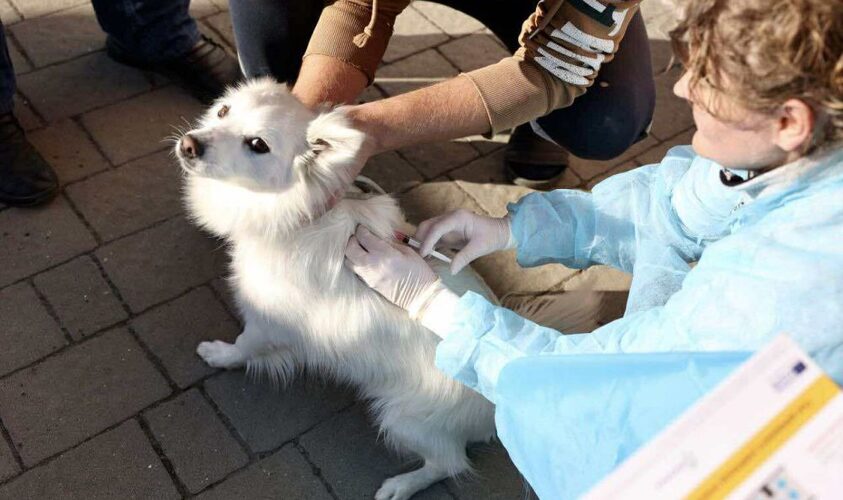 У Львові мешканці можуть безкоштовно вакцинувати домашніх улюбленців