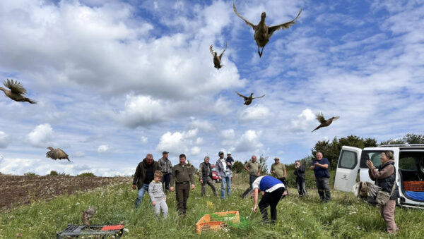 Понад 400 фазанів випустили у дику природу