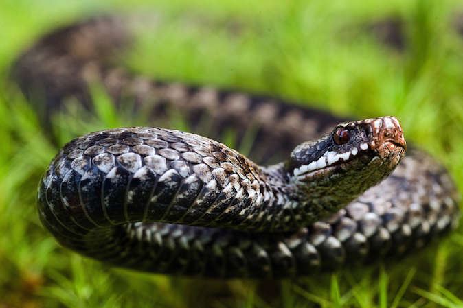 На Самбірщині через укус змії до лікарні потрапив 39-річний чоловік