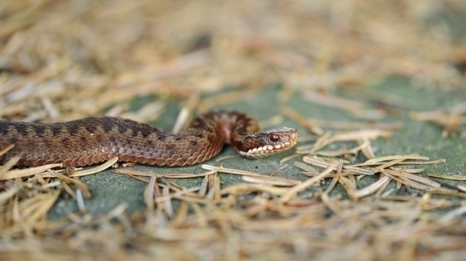 На Львівщині фіксують випадки укусів змій: постраждав 65-річний чоловік