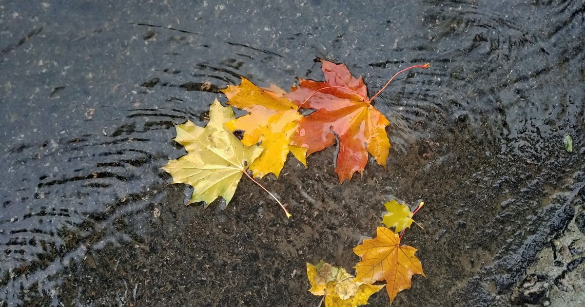 Синоптики прогнозують справжню осінню погоду 11 вересня на Львівщині