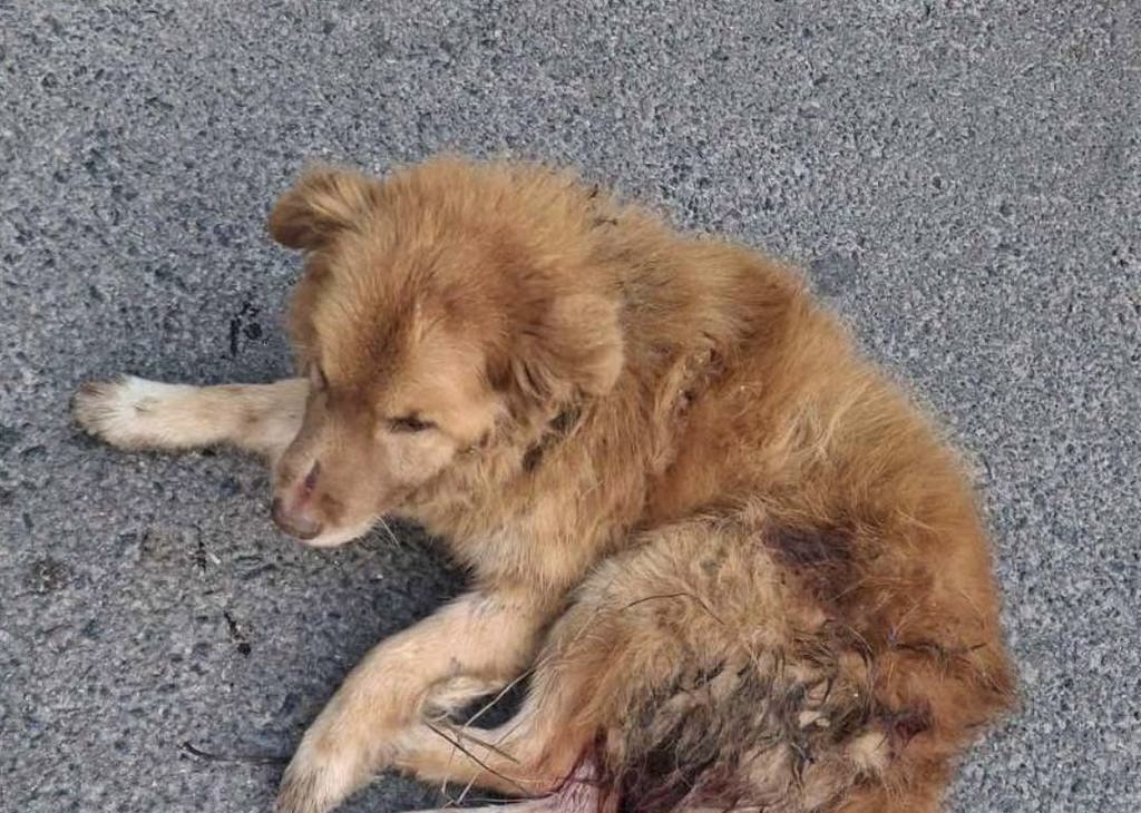 Львівські зоозахисники знайшли собаку з чотирма кульовими пораненнями