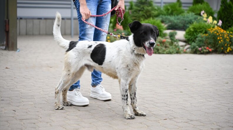 У Левандівському парку безкоштовно вакцинуватимуть котів та собак від сказу: реєстрація для охочих