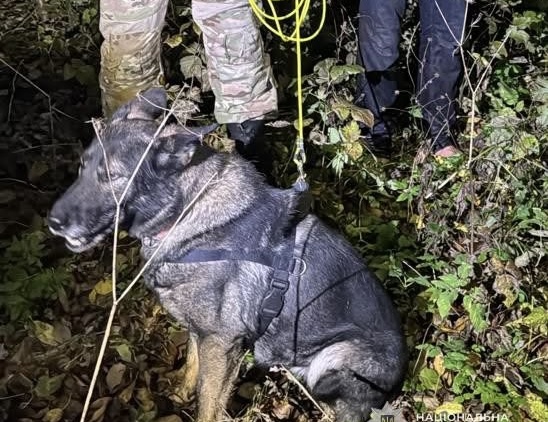 Поліцейський собака знайшов зниклого чоловіка у лісі Львівського району