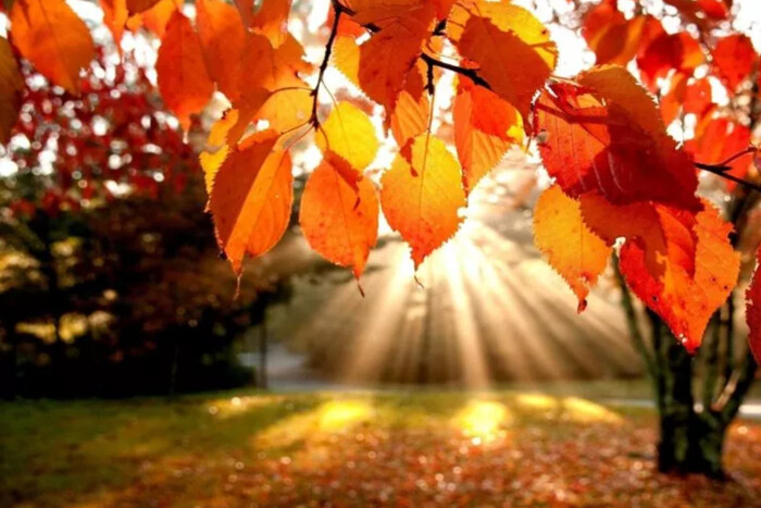 У перший день листопада синоптики прогнозують на Львівщині 17° тепла