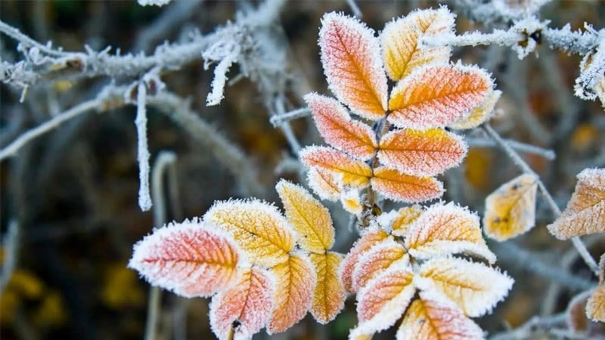 Завтра вночі на Львівщині синоптики прогнозують заморозки