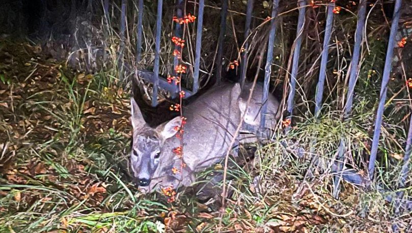 Добра історія з Трускавця: врятували косулю з огорожі