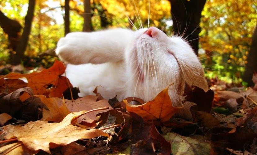 Тепло та без дощу: синоптики повідомили, яку погоду чекати мешканцям Львівщини завтра