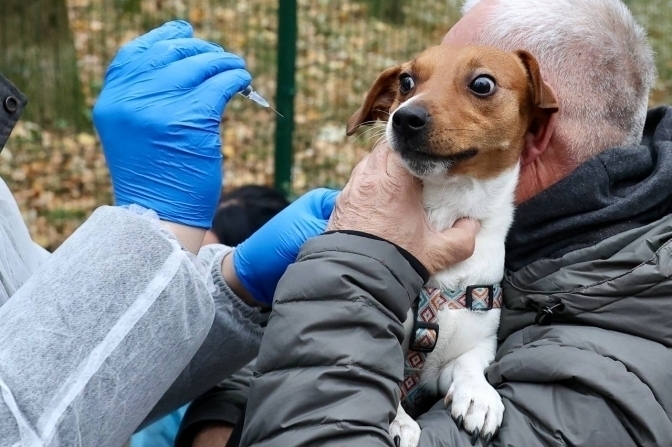У Брюховичах проведуть вакцинацію домашніх тварин від сказу: деталі