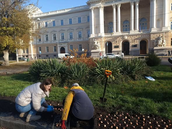 Весна у Львові буде квітковою: місто отримає 155 тисяч тюльпанів із Нідерландів