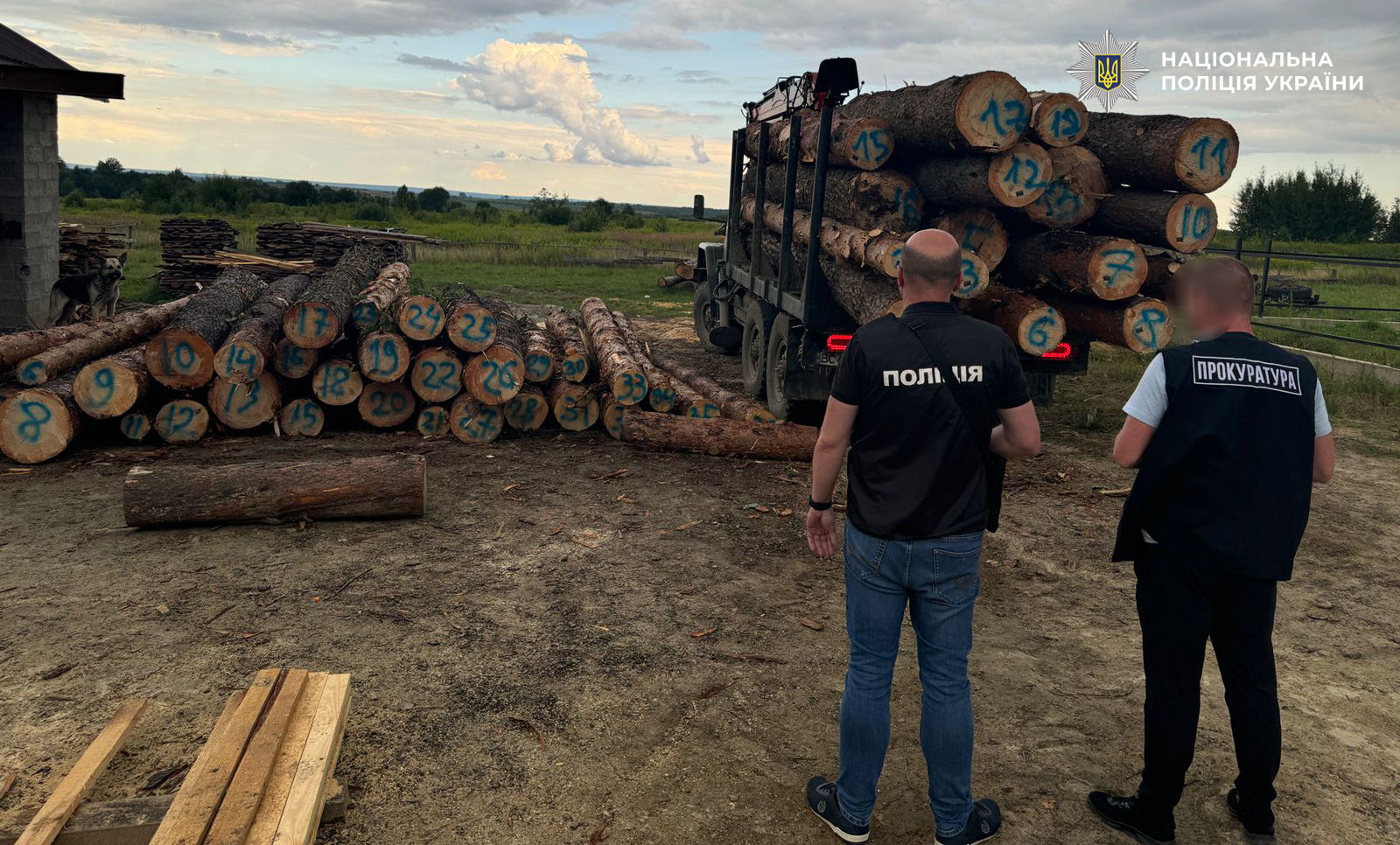 На Львівщині викрили масштабну схему незаконної порубки лісу: збитки сягають майже 9 мільйонів гривень