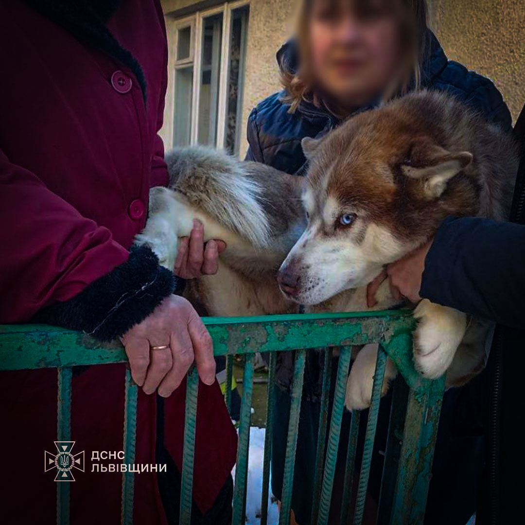 Вирішив підкорити паркан, але опинився в пастці: у Стрию надзвичайники рятували хаскі