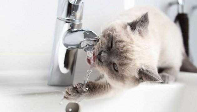 Без води на пів дня: у Шептицькому ремонтують водогін