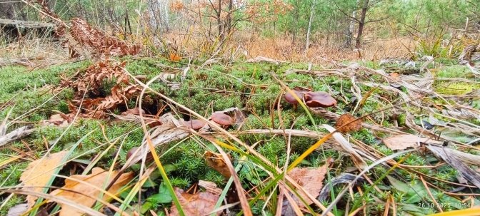 Львівщина розглядає створення нового ботанічного заказника «Кави»