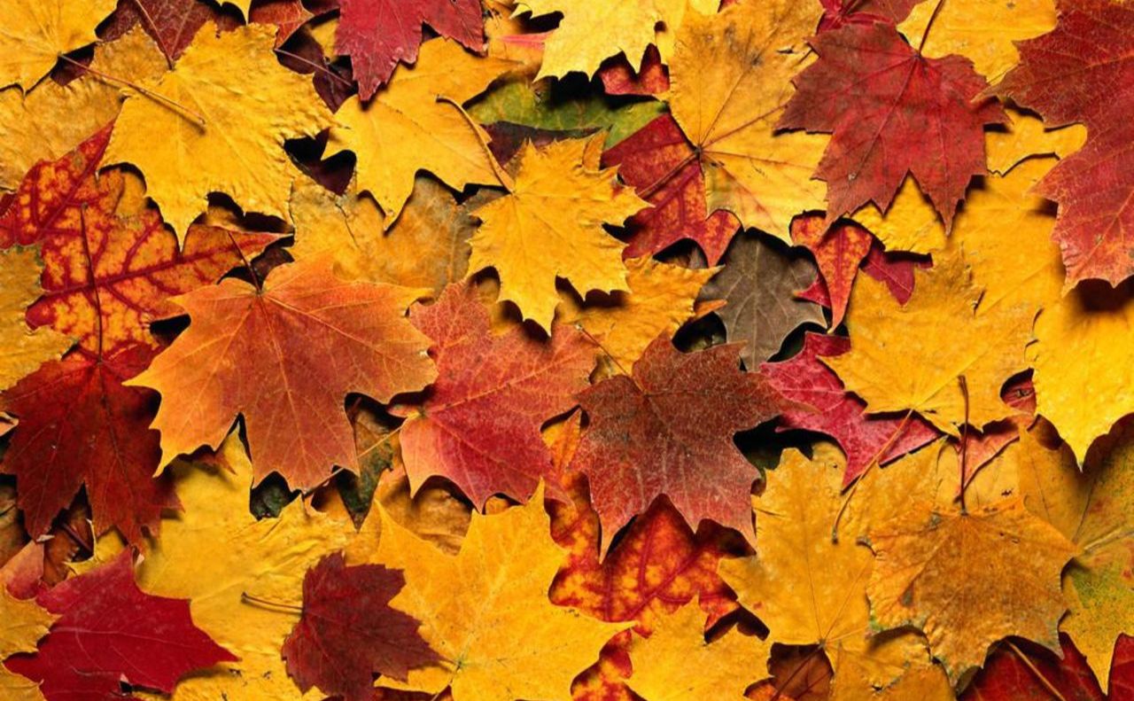 Без опадів: якою буде погода 5 листопада у Львові