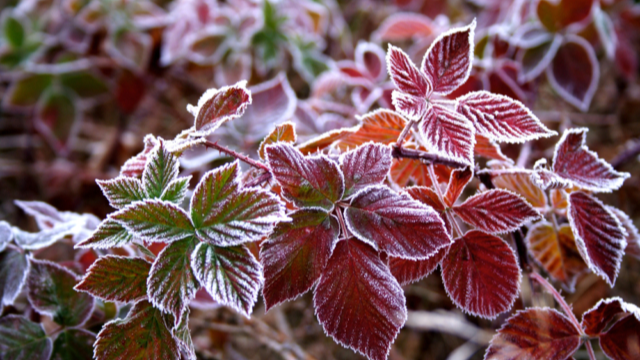 Синоптики попереджають про сильні заморозки у ніч на 7 листопада