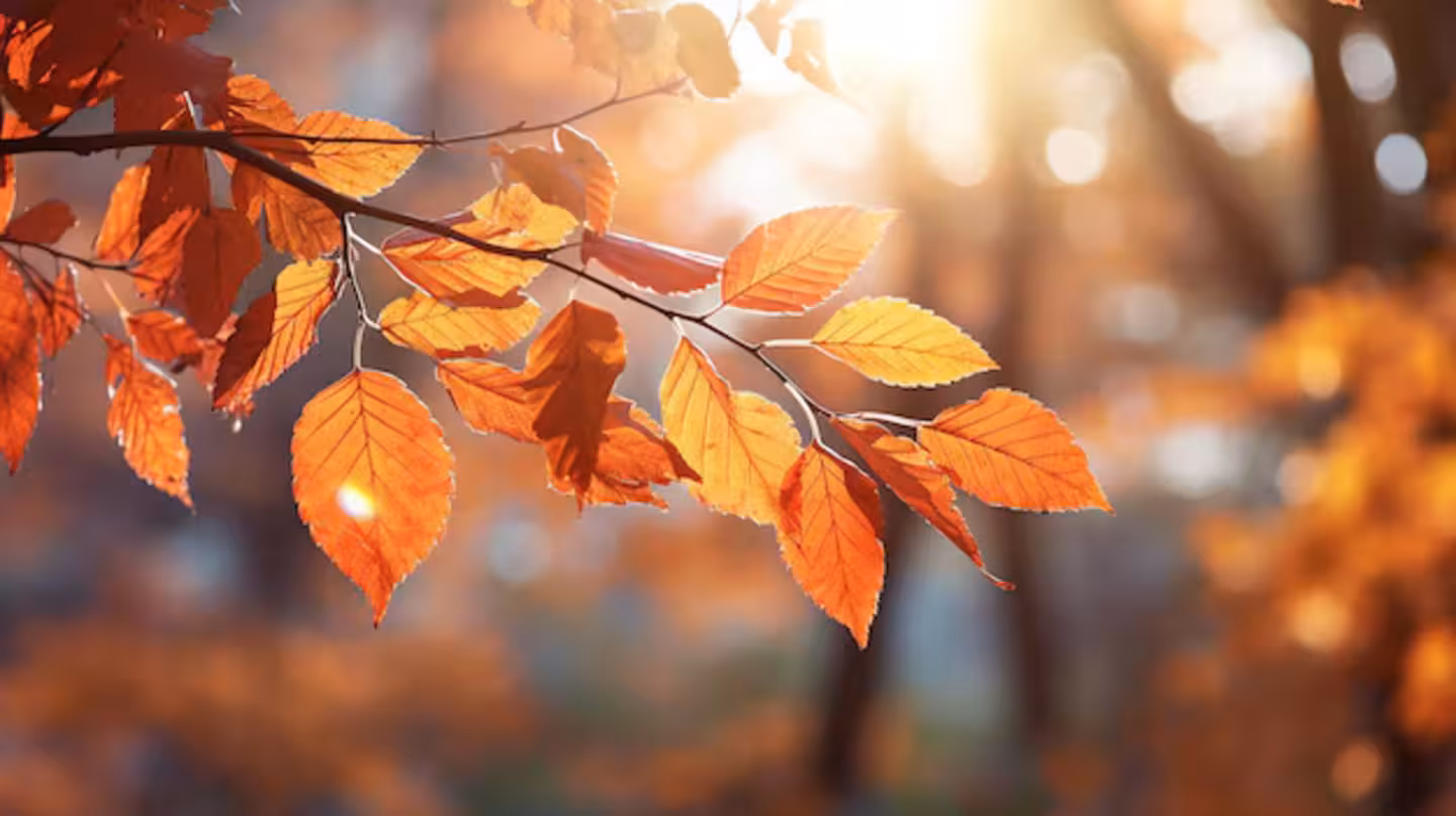 Тепло та без опадів: якою буде погода у Львові на області 15 листопада