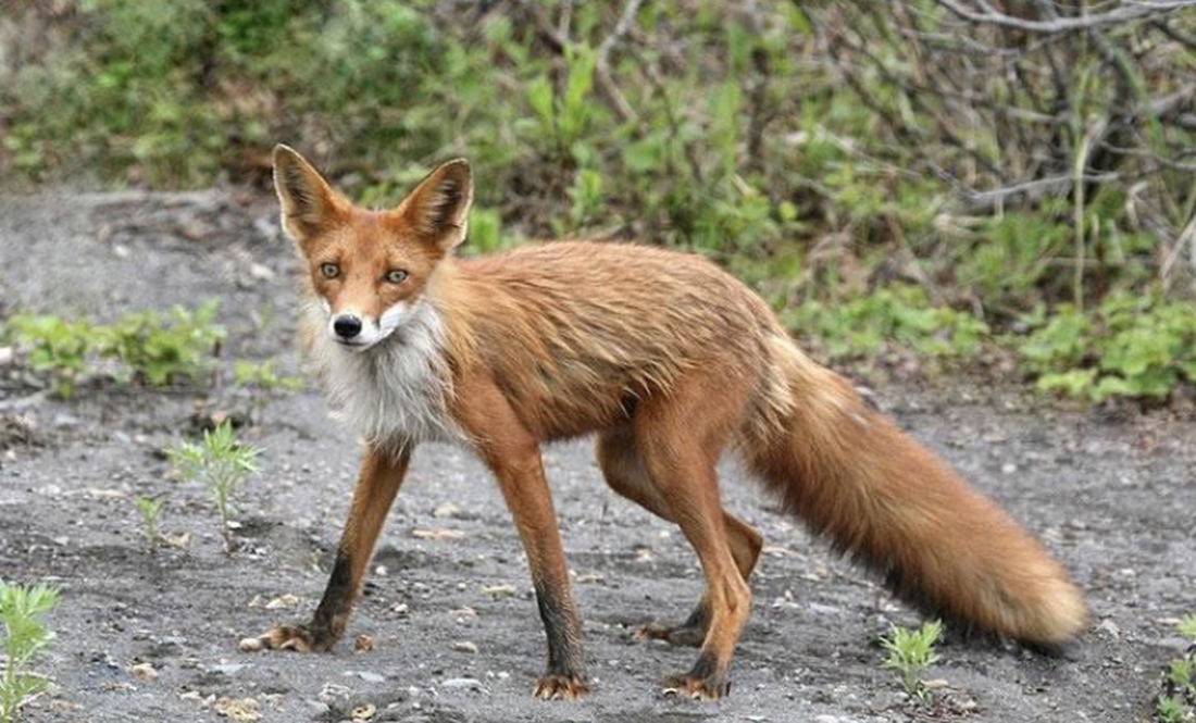На Львівщині попереджають про реальну загрозу спалахів сказу й африканської чуми свиней
