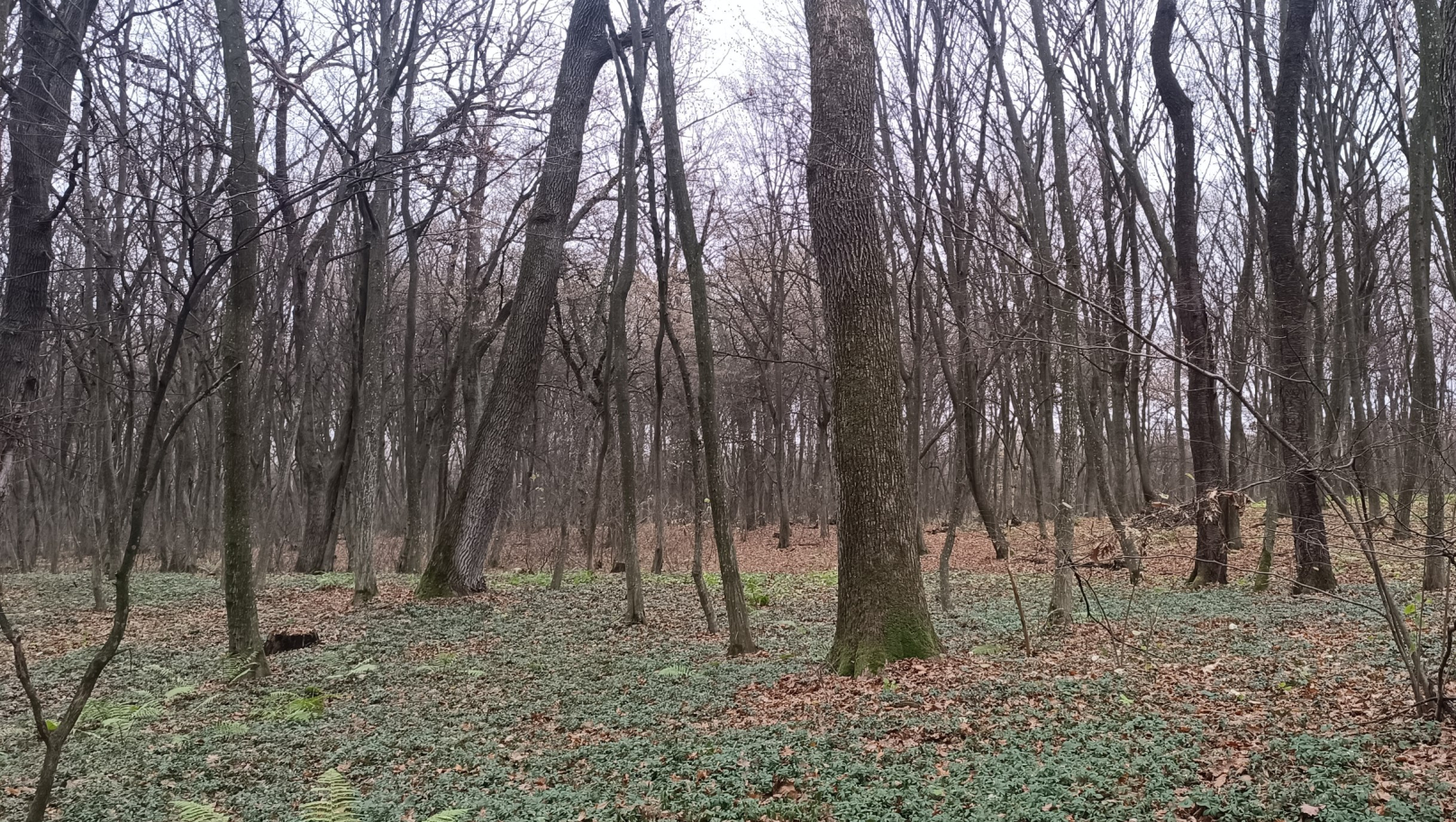 На Львівщині знайшли дубовий ліс віком до 140 років