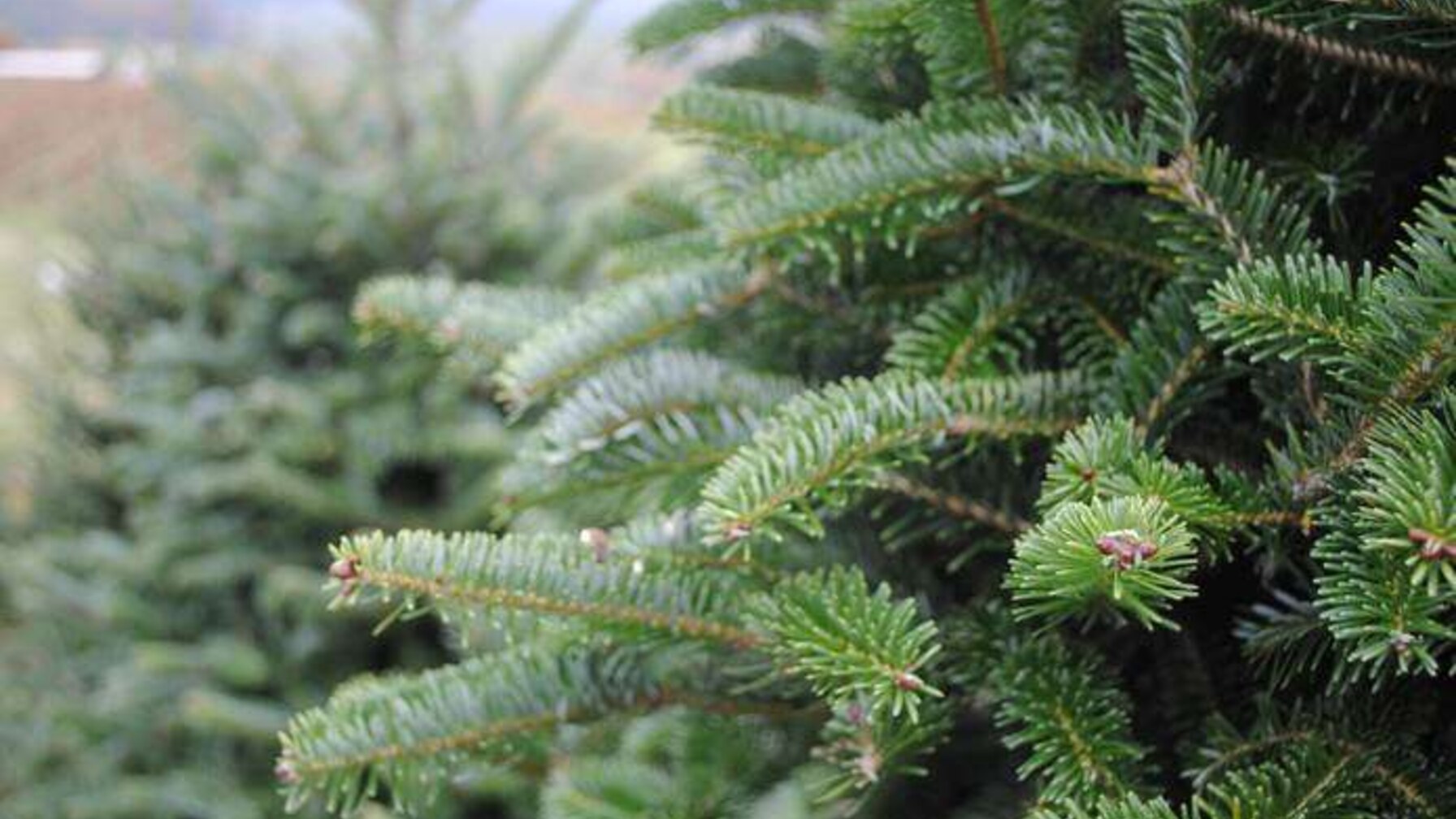 У Львові визначили місця, де можна буде купити ялинку: перелік локацій