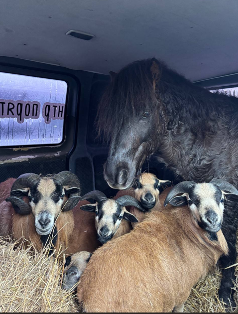 Врятовані з війни: львівські волонтери забрали оленів і поні з-під обстрілів у Краматорську