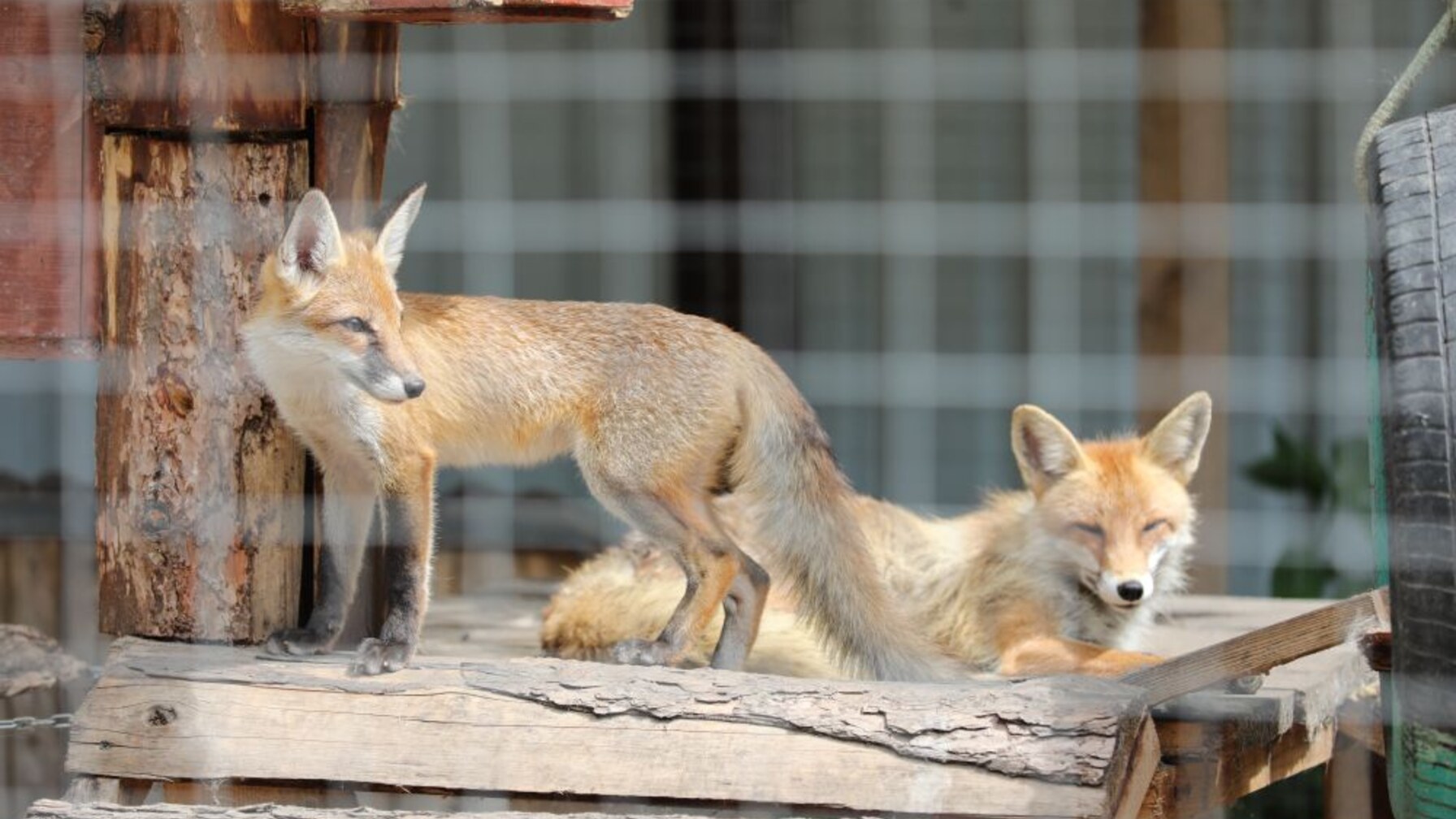 Новий шанс для чотирилапих: Домівка врятованих тварин збирає речі для допомоги підопічним
