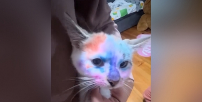 Відео знущанням над котом спричинило хвилю обурення: поліція розпочала розслідування