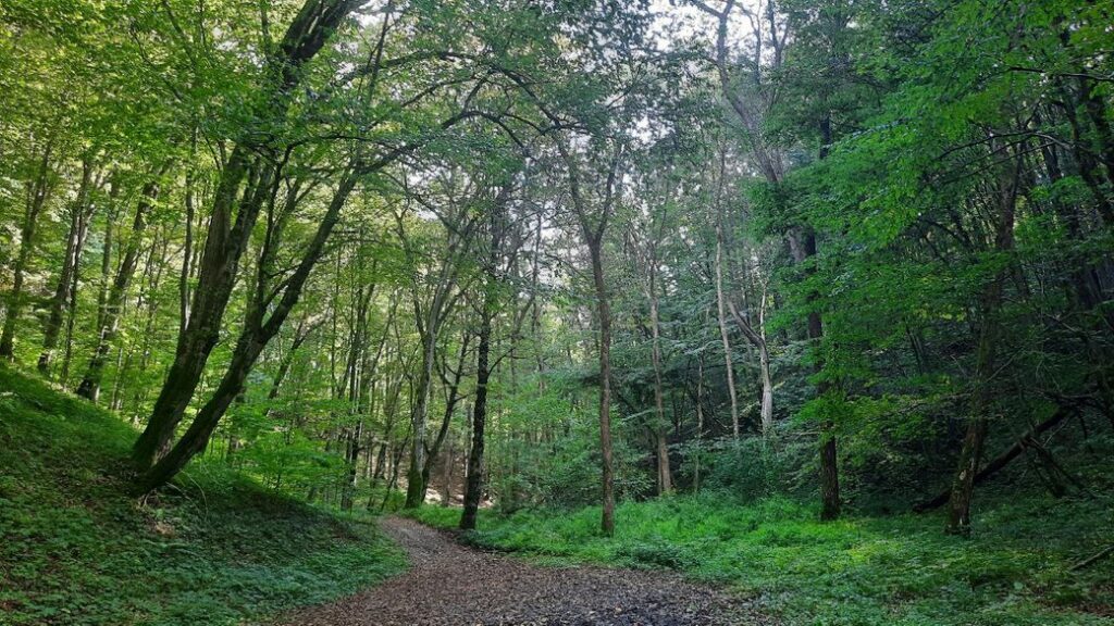 У Винниківському лісі знайшли мертвим 15-річного хлопця