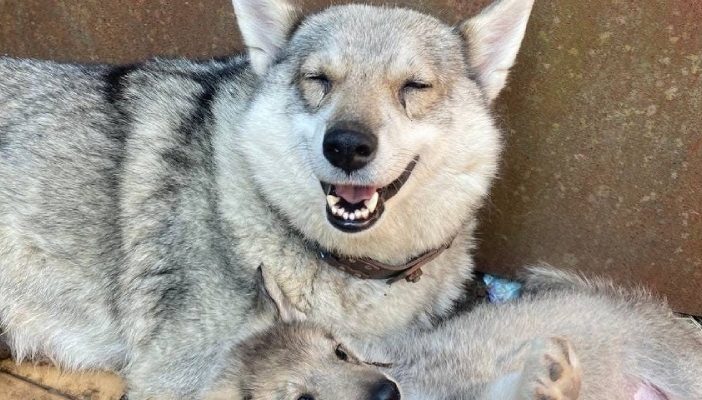 Правоохоронці Львова розслідують жорстоке вбивство двох собак на Сихові