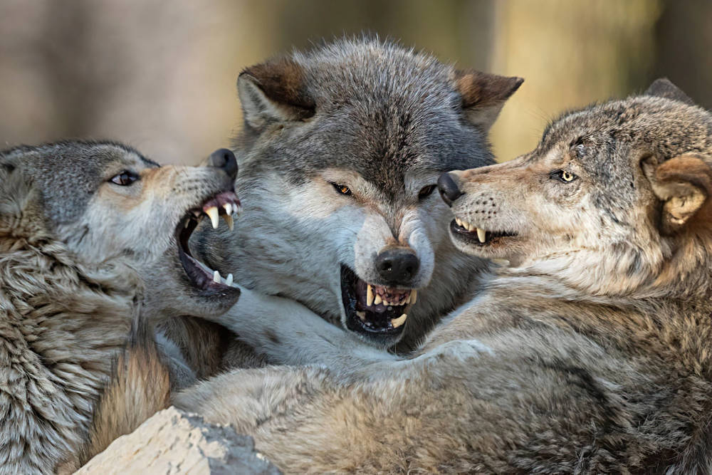 На Яворівщині прикордонники зафіксували зграю вовків: що робити при зустрічі з ними