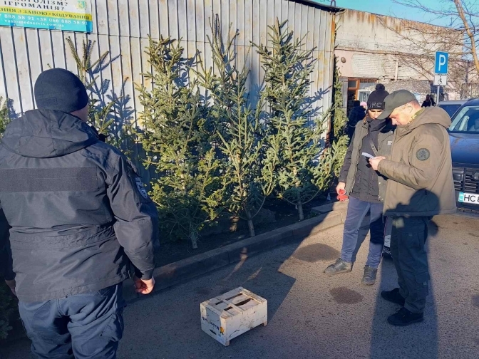 Біля одного із ринків Львова інспектори виявили ялинки без документів