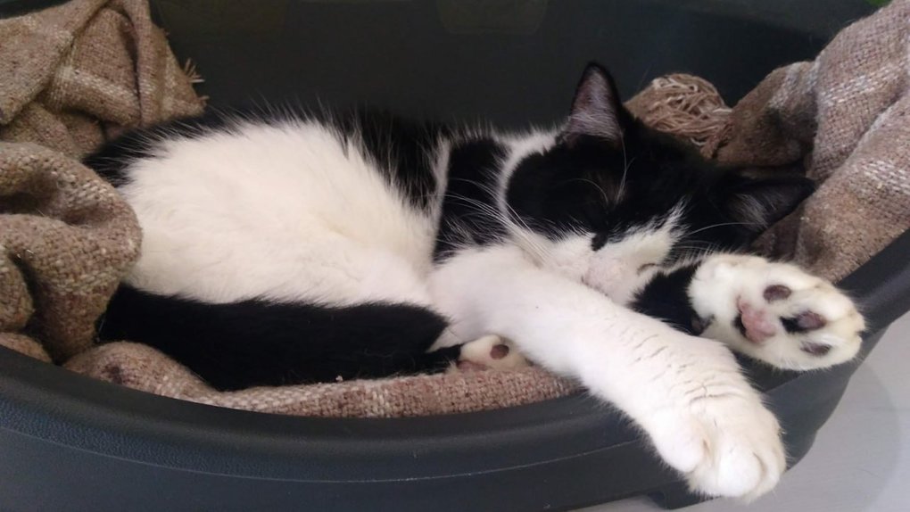 Домівка врятованих тварин просить небайдужих допомогти із кормом для котів