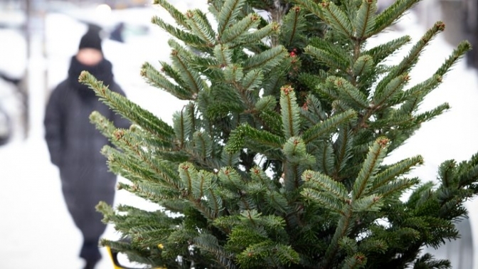 В ДП “Ліси України” розповіли, за скільки цьогоріч можна купити ялинку