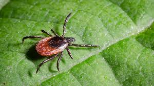 Впродовж листопада у 52 мешканців Львівщини через укуси кліщів діагностували хворобу Лайма