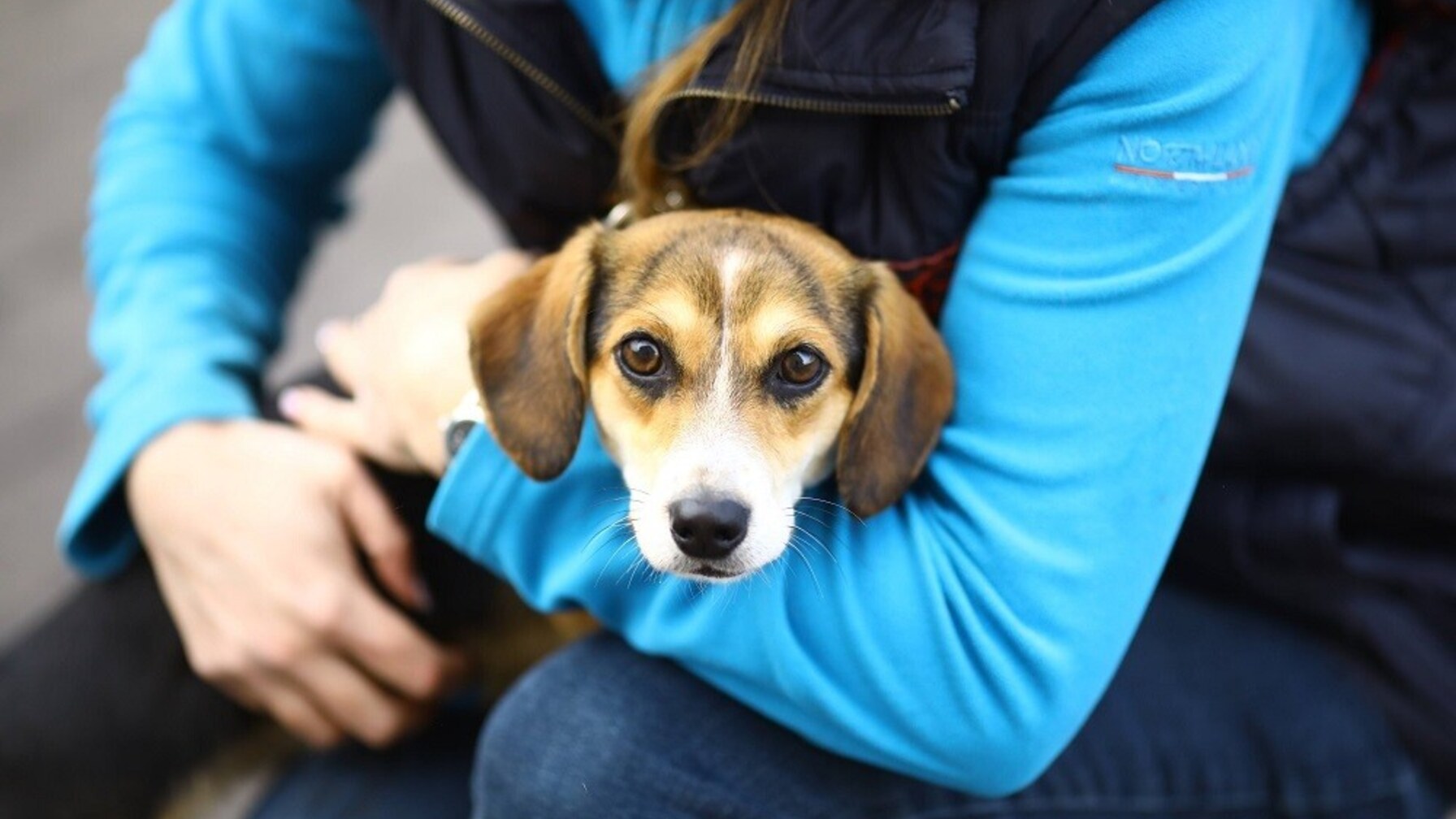 Львів’ян закликають допомагати безпритульним тваринам: як правильно це зробити