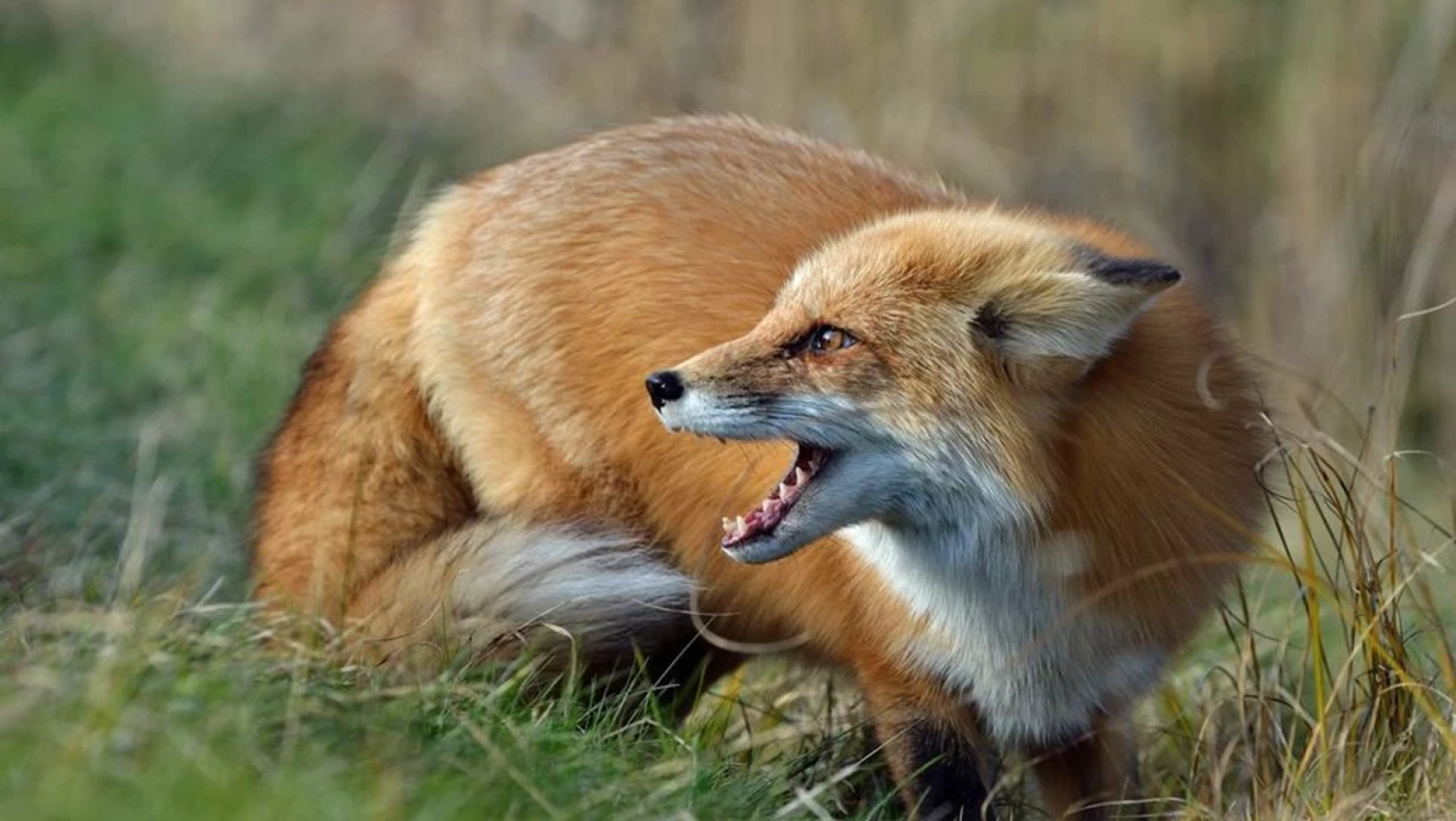 В одній з громад Львівщини ввели карантин через випадок сказу у лисиці