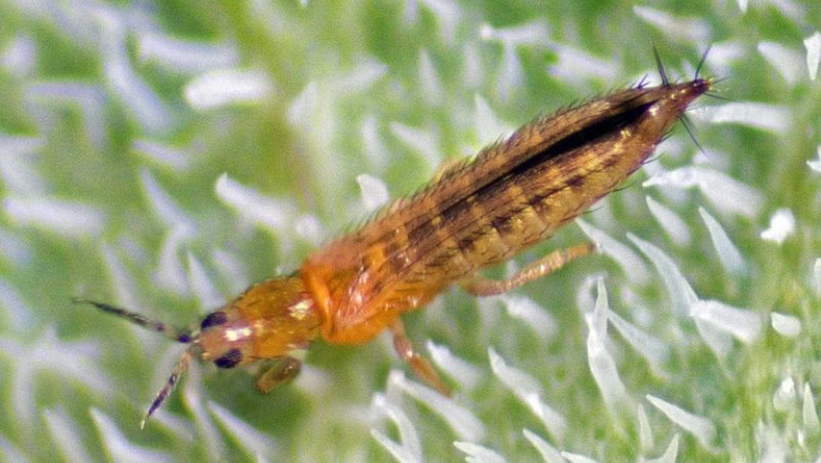 На Львівщині знищили 3,5 тонни імпортного цикорію через карантинного шкідника