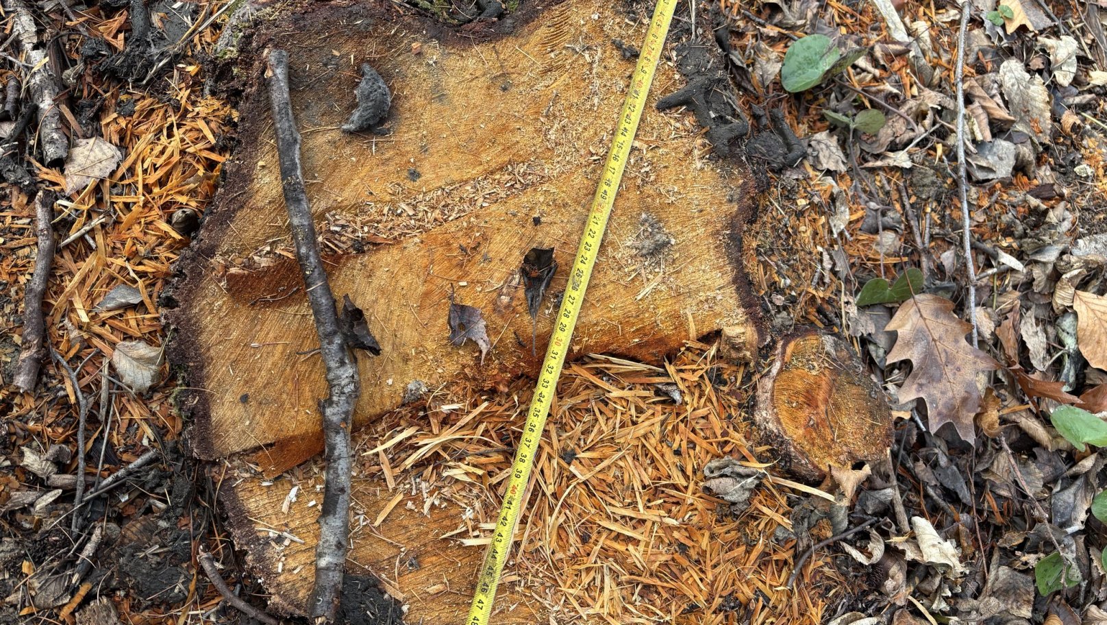 У Бібрській громаді незаконно вирубали дерев на понад 1 млн грн