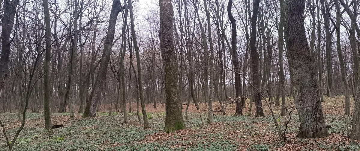 На Сокальщині з’явиться нове заповідне урочище «Йосипівка»