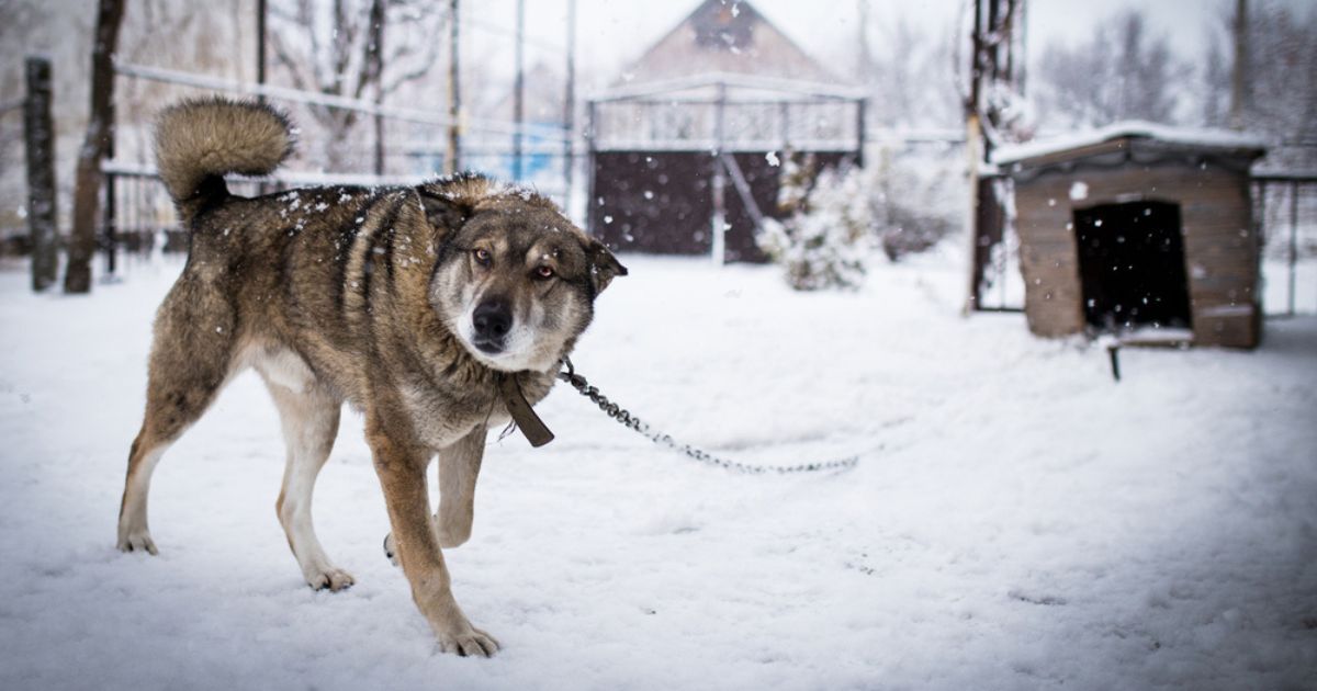 Ланцюг і будка — під забороною: Рада змінює правила утримання тварин
