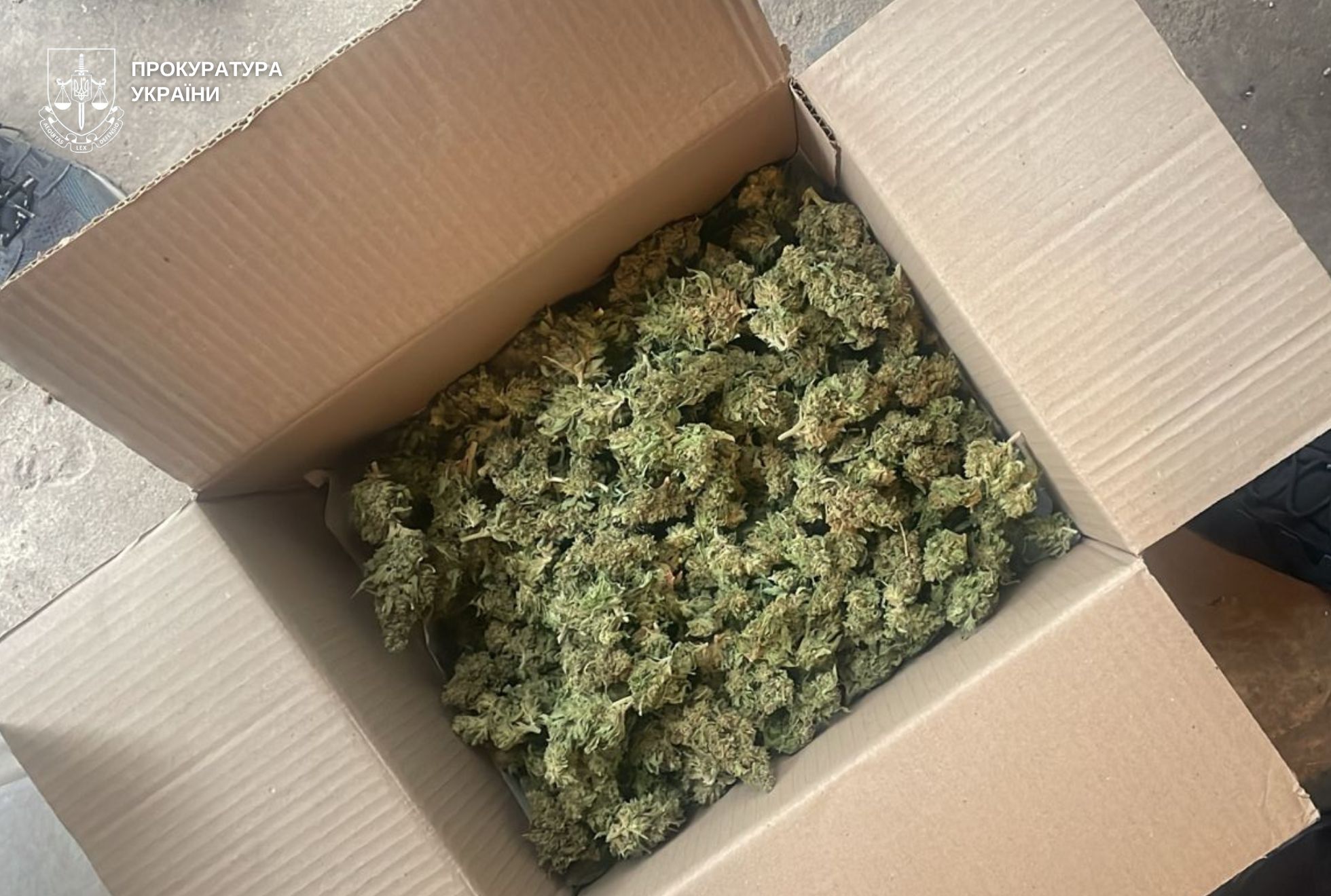 На Львівщині бабуся разом із сином вирощували майже 2 кг коноплі вдома