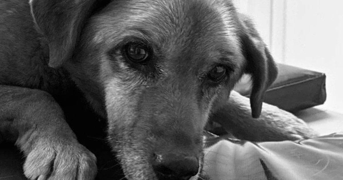 Собака помирала майже добу: що відомо про водія, який переїхав Найду і втік у Пустомитах