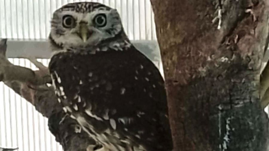 Контрабанда дикої природи: українець намагався вивезти через кордон на Львівщині рідкісну сову