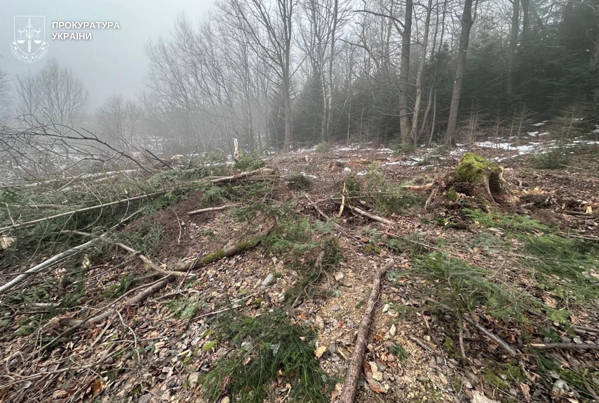 Мешканця Самбірщини судитимуть за незаконну порубку дерев у лісовому масиві