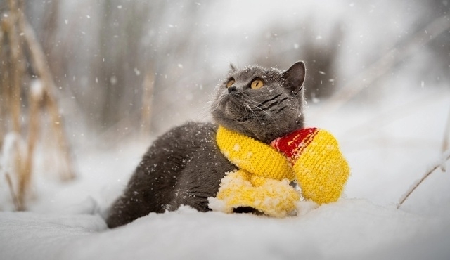 Мінлива хмарність і мороз: яку погоду чекати мешнанцям Львівщини 20 січня