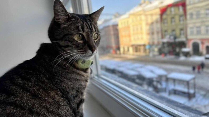Через морози адмінбудівлі міста впускатимуть зігрітись котів та собак