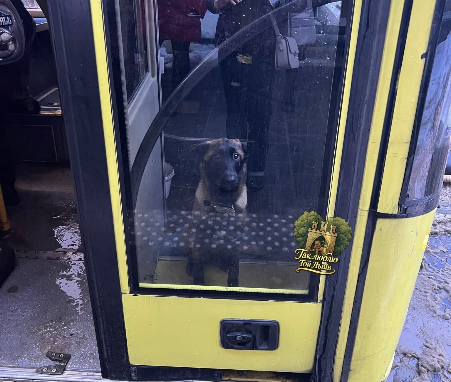 Водій львівського автобуса прихистив безпритульного собаку під час морозів