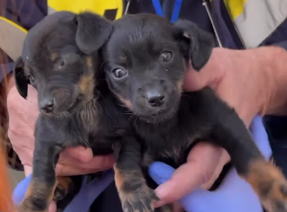 На Львівщині працівники АЗС врятували цуценят, яких викинули на мороз біля траси (ВІДЕО)